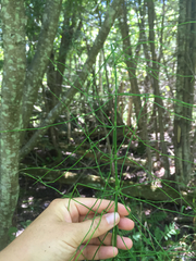Equisetum palustre
