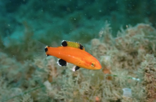 California Sheephead