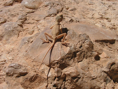 Pseudotrapelus sinaitus sinaitus
