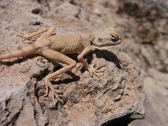 Pseudotrapelus sinaitus sinaitus