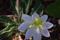 Oenothera albicaulis
