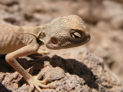 Pseudotrapelus sinaitus sinaitus