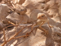 Pseudotrapelus sinaitus sinaitus