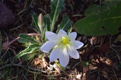 Oenothera albicaulis