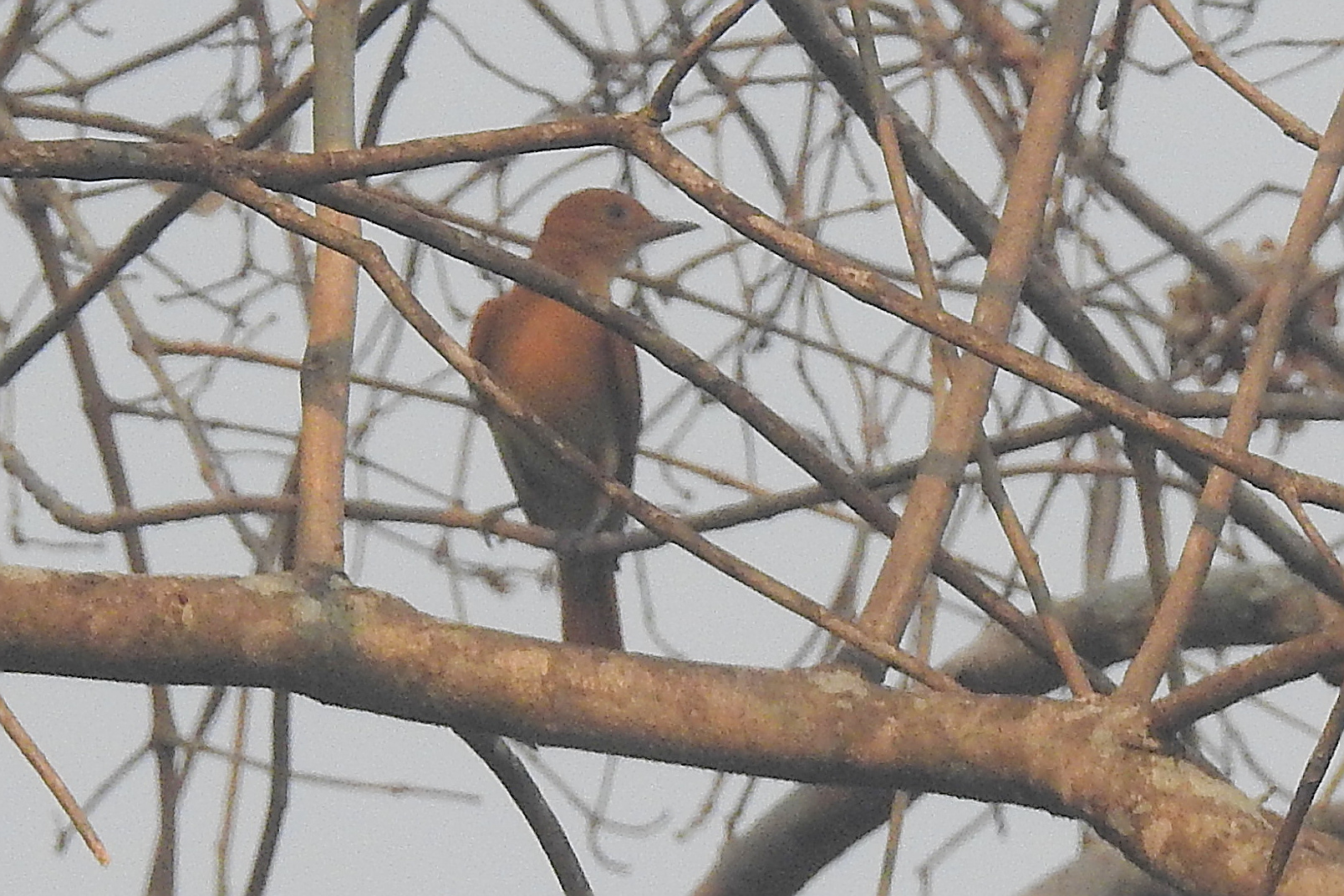 Rufous Casiornis illustration