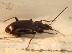 Platynina