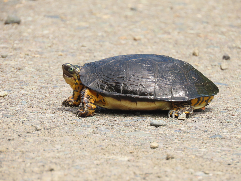 Colombian Wood Turtle from Eloy Alfaro, Ecuador on May 12, 2024 at 12: ...