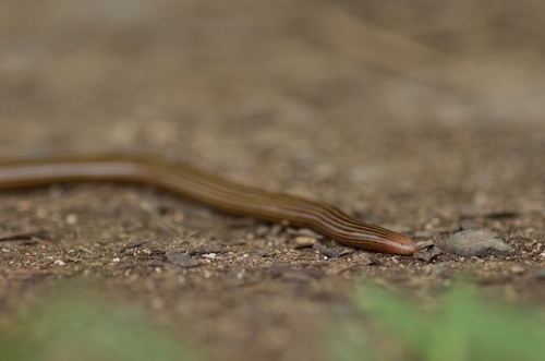 Elegant Worm Snake