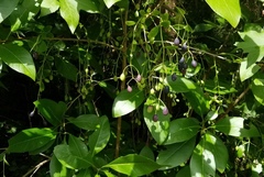 Chionanthus virginicus