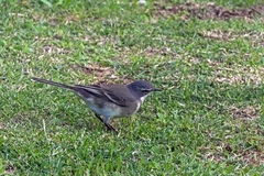 Motacilla capensis capensis