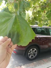 Platanus occidentalis