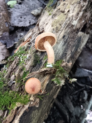 Gymnopilus