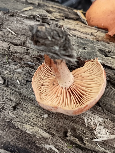 Gymnopilus (Photo 3 of 3)