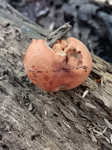 Gymnopilus (Photo 2 of 3)