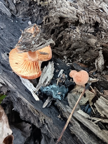 Gymnopilus
