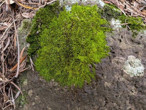 Macromitrium emersulum observed 2024-10-06