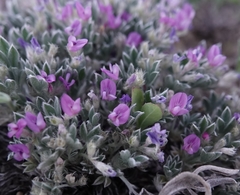 Astragalus sericoleucus
