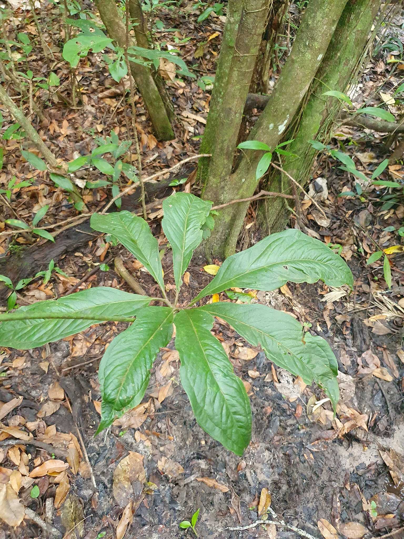 Anthurium pentaphyllum