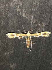Geina periscelidactylus