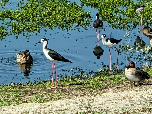iNaturalist observation photo of Black-necked Stilt