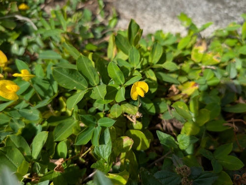Arachis pintoi
