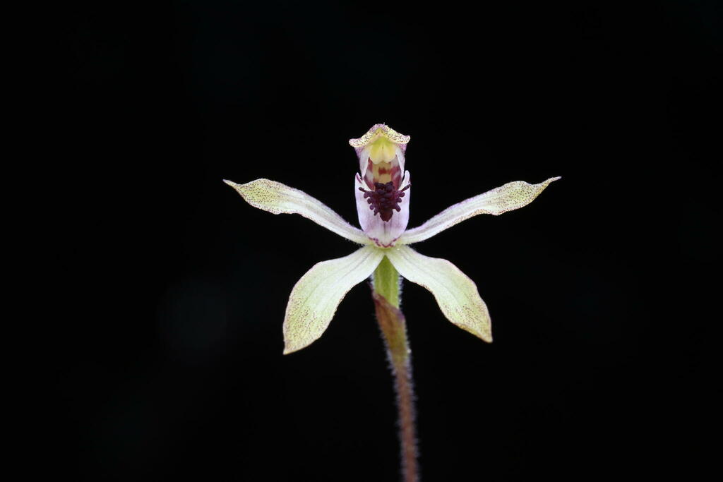 Caladenia atradenia