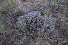 Astragalus sericoleucus
