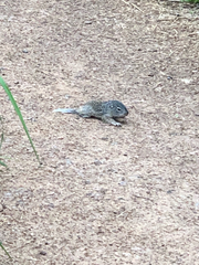 Poliocitellus franklinii