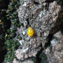Psyllobora vigintiduopunctata