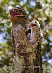 Common Potoo photo 4