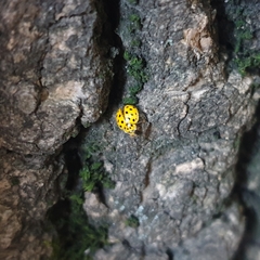 Psyllobora vigintiduopunctata