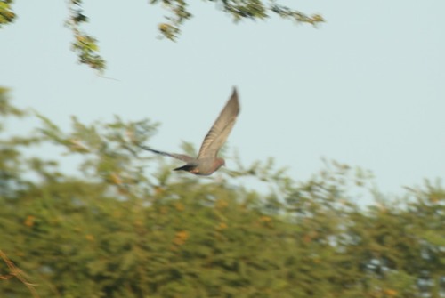 Red-billed Pigeon (Tres Marías)