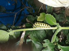 Lepidoptera
