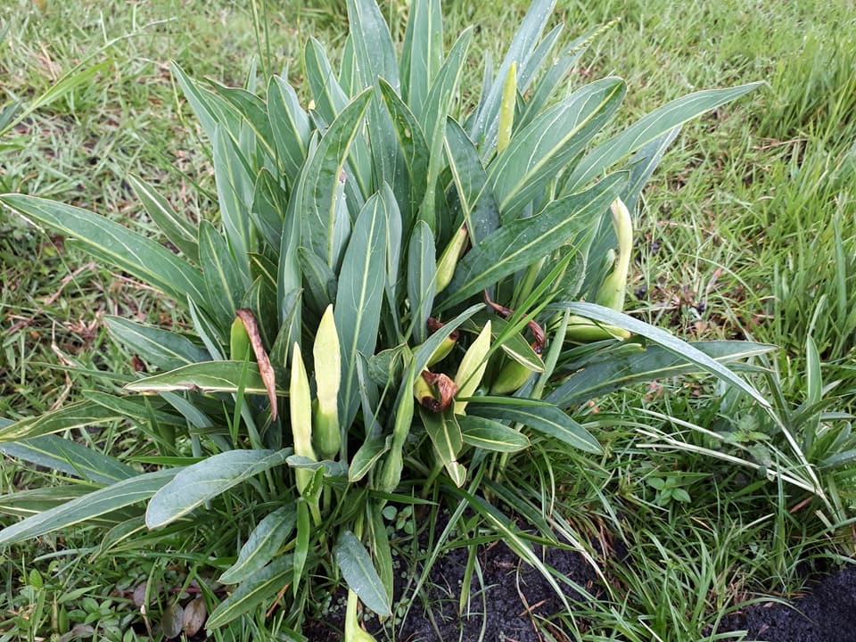 Xanthosoma striatipes