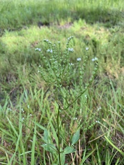 Mitreola
