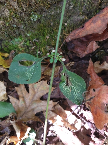Image of Scutellaria elliptica by (c) James Weaver, some rights reserved (CC BY)