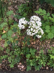Valeriana officinalis