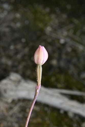 Image of Thelymitra carnea by (c) Saryu Mae 前 朝琉, some rights reserved (CC BY)