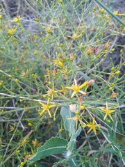Hypericum triquetrifolium
