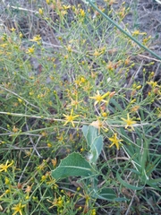 Hypericum triquetrifolium