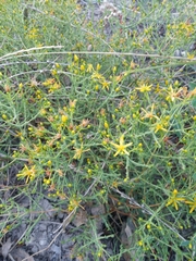 Hypericum triquetrifolium