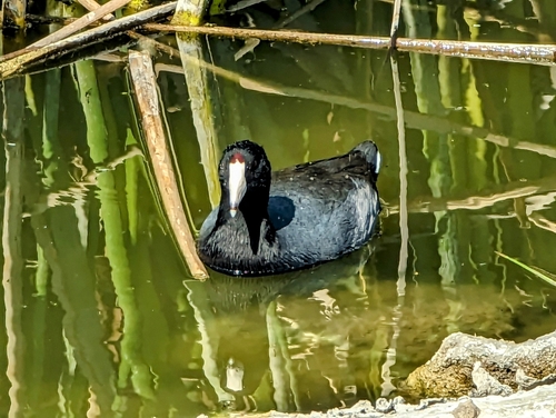 iNaturalist observation photo of American Coot