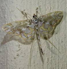 Polythlipta annulifera