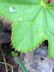 Alchemilla glomerulans