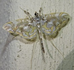 Polythlipta annulifera
