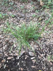 Cyperus pseudothyrsiflorus