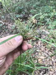 Cyperus pseudothyrsiflorus
