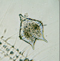 Protoperidinium