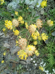 Anthyllis vulneraria alpestris