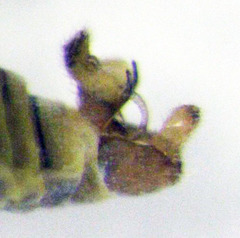 Acizzia acaciaebaileyanae